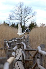 profile view of a great egret taking off from the wooden railing of the footbridge of a tourist eco trail among the high yellow reed thickets of lake kanieris in kemeri national nature park of latvia 