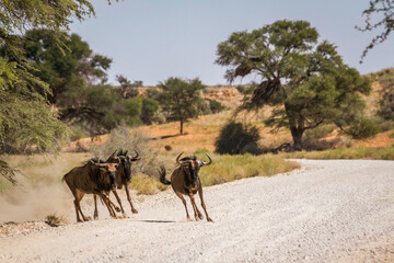 Three Blue wildebeest running in dirt road in Kgalagadi transfrontier park, South Africa; Specie Connochaetes taurinus family of Bovidae