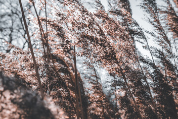 autumn forest in the light