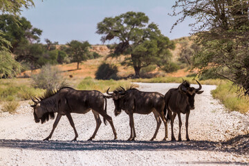 Fototapeta premium Three Blue wildebeest standing in dirt road in Kgalagadi transfrontier park, South Africa; Specie Connochaetes taurinus family of Bovidae