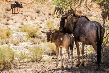 Naklejka na ściany i meble Blue wildebeest mother and calf in Kgalagadi transfrontier park, South Africa; Specie Connochaetes taurinus family of Bovidae