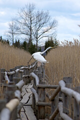 profile view of a great egret taking off from the wooden railing of the footbridge of a tourist eco trail among the high yellow reed thickets of lake kanieris in kemeri national nature park of latvia 