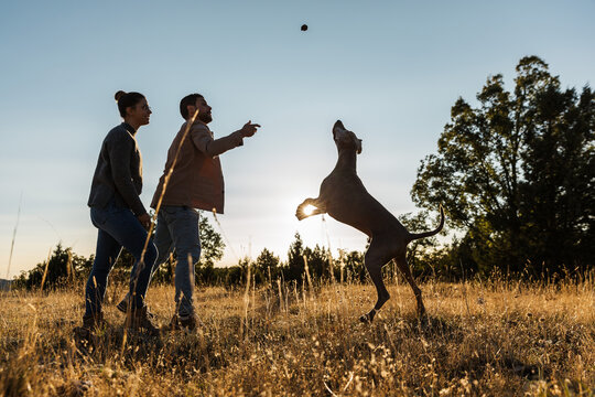 a young boy and a young girl play with a dog in the mountains. in a natural park