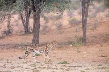 Cheetah walking in arid land in Kgalagadi transfrontier park, South Africa; Specie Acinonyx jubatus family of Felidae