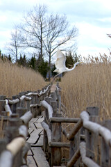 profile view of a great egret taking off from the wooden railing of the footbridge of a tourist eco trail among the high yellow reed thickets of lake kanieris in kemeri national nature park of latvia 