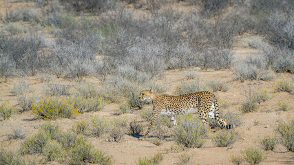 Cheetah walking in arid land in Kgalagadi transfrontier park, South Africa; Specie Acinonyx jubatus family of Felidae