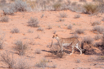 Cheetah in Kgalagadi transfrontier park, South Africa; Specie Acinonyx jubatus family of Felidae