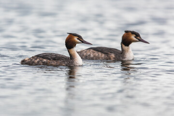 Pair of Great crested grebe, Podiceps cristatus