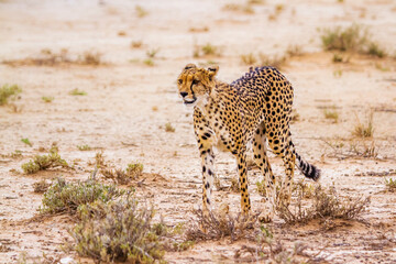 Cheetah walking front view in Kgalagadi transfrontier park, South Africa ; Specie Acinonyx jubatus family of Felidae
