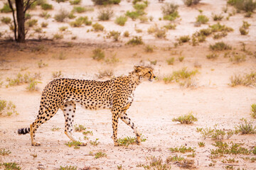 Cheetah walking in arid land in Kgalagadi transfrontier park, South Africa ; Specie Acinonyx jubatus family of Felidae