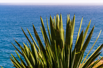 Agave vivipara pertenece a la familia Asparagaceae