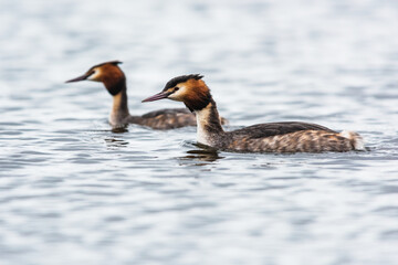 Pair of Great crested grebe, Podiceps cristatus