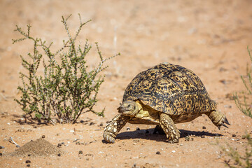 Leopard tortoise walking front view in dry land in Kgalagadi transfrontier park, South Africa ;...