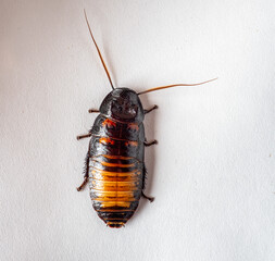 Brown Madagascar cockroach on a white background top view