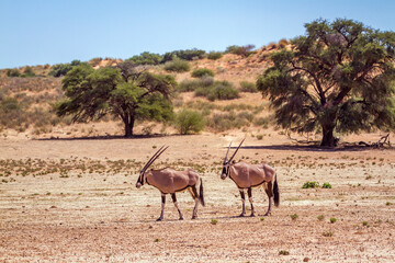 Two South African Oryx walking in arid land in Kgalagadi transfrontier park, South Africa; specie Oryx gazella family of Bovidae