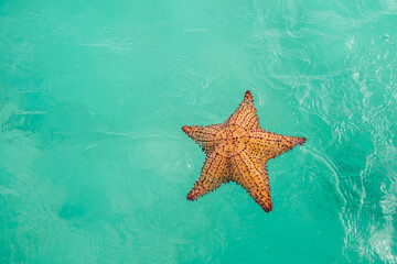 Fototapeta na wymiar A starfish lies on the surface of the turquoise waters of the Atlantic Ocean in a natural pool on Saona Island in the Dominican Republic
