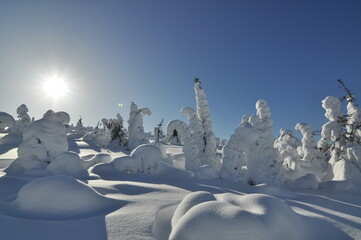 Fototapeta na wymiar Sunshine above snow covered Karelian taiga, Winter in Paanajarvi National Park - the land of well-preserved wild nature