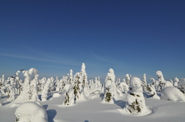 Fototapeta na wymiar Magical view of snowy frozen trees in Northern Karelia under blue sky, Winter in Paanajarvi National Park