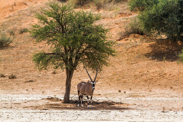 Fototapeta na wymiar South African Oryx standing in tree shadow in Kgalagadi transfrontier park, South Africa; specie Oryx gazella family of Bovidae