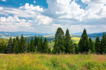 forest on the meadow beneath a clouds on the sky. beautiful outdoor background of carpathian...