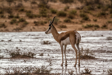 Springbok male under rain in Kgalagari transfrontier park, South Africa ; specie Antidorcas marsupialis family of Bovidae