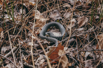 snake in grass