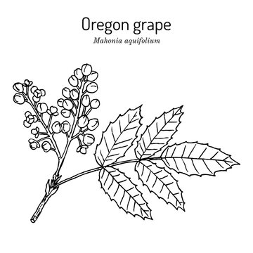 Oregon grape Mahonia aquifolium