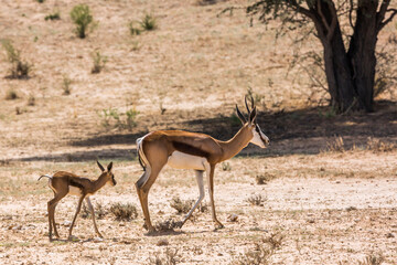 Springbok female with cub in Kgalagari transfrontier park, South Africa ; specie Antidorcas marsupialis family of Bovidae