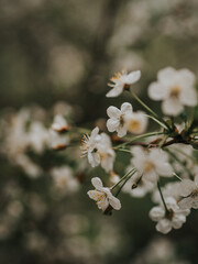 Spring white flowers on a branch close-up. Primroses on a dark background. Atmospheric photo with tree branches