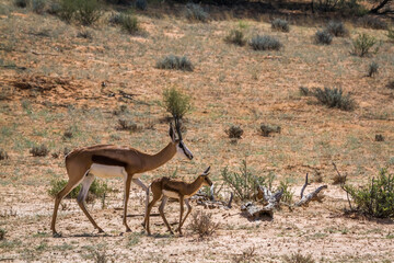 Springbok female with cub in Kgalagari transfrontier park, South Africa ; specie Antidorcas marsupialis family of Bovidae