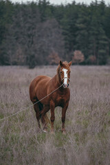 Fototapeta premium horse in the meadow
