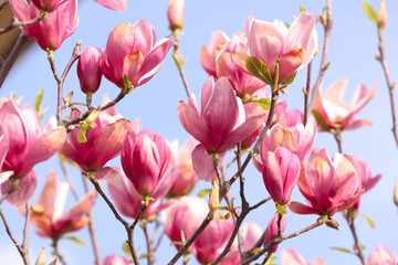 Naklejka na ściany i meble Beautiful magnolia tree with pink blossom outdoors, closeup. Spring season