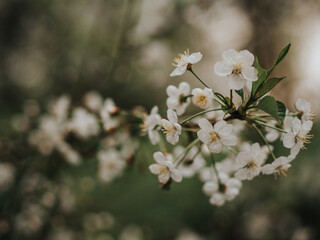 Spring white flowers on a branch close-up. Primroses on a dark background. Atmospheric photo with tree branches