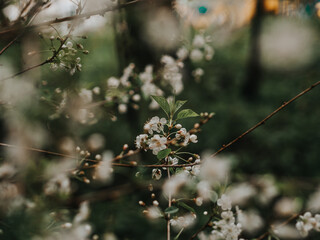 Spring white flowers on a branch close-up. Primroses on a dark background. Atmospheric photo with tree branches