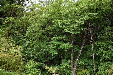 Obraz premium 日本 群馬 八ッ場ダムの傍 猿橋 5月の風景