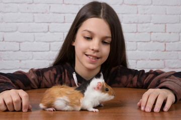 Guinea pig on wooden table, girl looking at pet, smiling