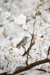 cherry blossom