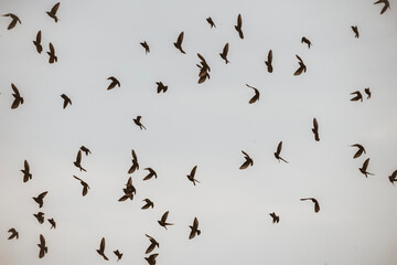 flock of seagulls