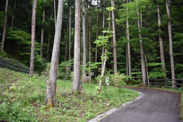 日本　群馬　八ッ場ダムの傍　猿橋　5月の風景