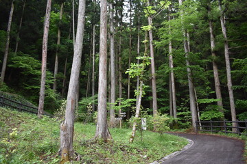 Fototapeta premium 日本 群馬 八ッ場ダムの傍 猿橋 5月の風景