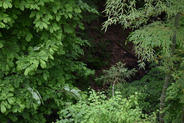 日本　群馬　八ッ場ダムの傍　猿橋　5月の風景