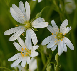 White flowers in the meadow. Macro