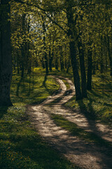 Obraz premium path in autumn forest