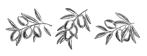 Fototapeta premium Olives set hand drawn style, vector illustrations. 