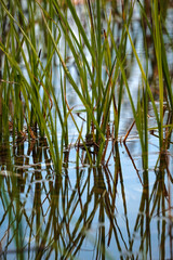 reeds in the water