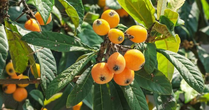 Orange loquat fruits on the tree in an agricultural plantation.Loquat on the tree ready for harvest.