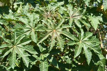 Big green leaves background