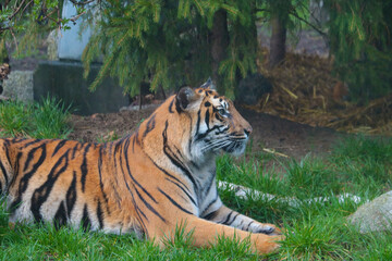 A beautiful big tiger lies in the grass in the park.