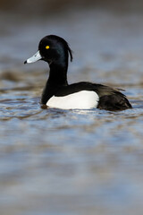 Male of Tufted duck, Aythya fuligula