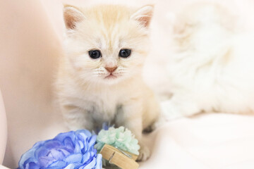 cat with eyes